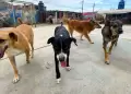 ATU informa sobre perros retirados en terminal Naranjal: Se encuentran en albergue en Anc�n