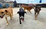 ATU informa sobre perros retirados en terminal Naranjal: Se encuentran en albergue de Anc�n