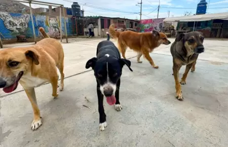 Cuatro perros retirados de estaci�n Naranjal se encuentran en albergue de Anc�n