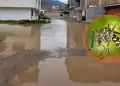 �Cuidado! Incrementa la presencia de dengue tras lluvias y huaicos: Aprende c�mo protegerte.