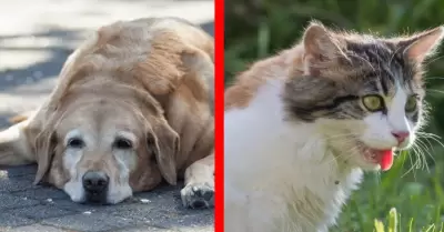 Golpe de calor en Mascotas