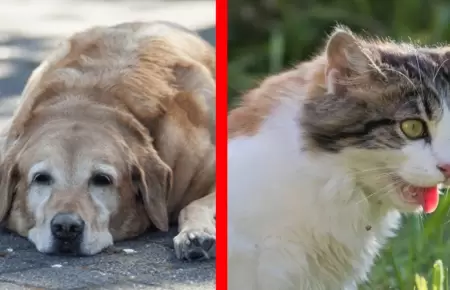 Golpe de calor en Mascotas