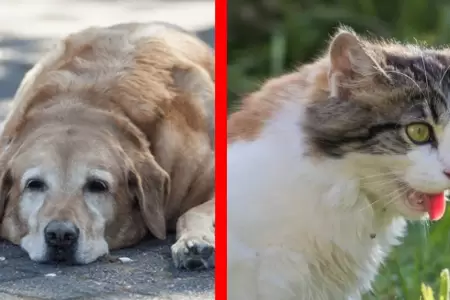 Golpe de calor en Mascotas