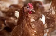 Argentina detecta brote de gripe aviar y suspende exportaciones de productos avícolas
