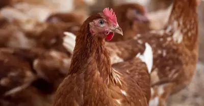 Argentina detecta brote de gripe aviar