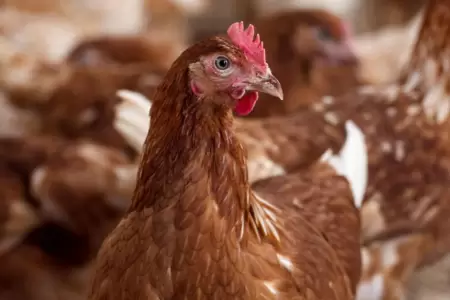 Argentina detecta brote de gripe aviar