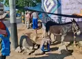 Tacna: Intervienen a ciudadana por vender leche de burra en la v�a p�blica pese a prohibici�n municipal