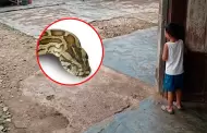 �Serpiente casi ataca a ni�o!: Atrapan a boa de 2 metros segundos antes de una tragedia en Iquitos