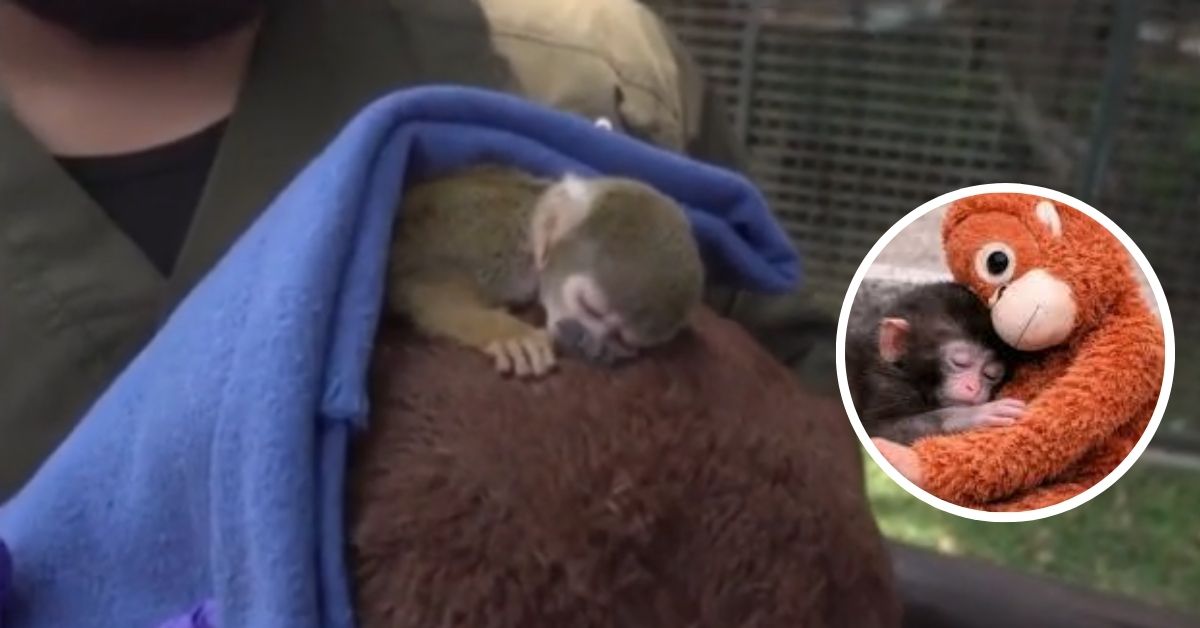 ¡Tenemos un "Punch Peruano"! Conoce al monito que fue rescatado del tráfico ilegal