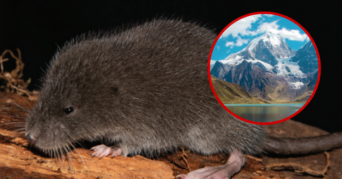 ¡Reciente hallazgo! Nueva especie de ratón semiacuática fue hallada en los Andes del Perú