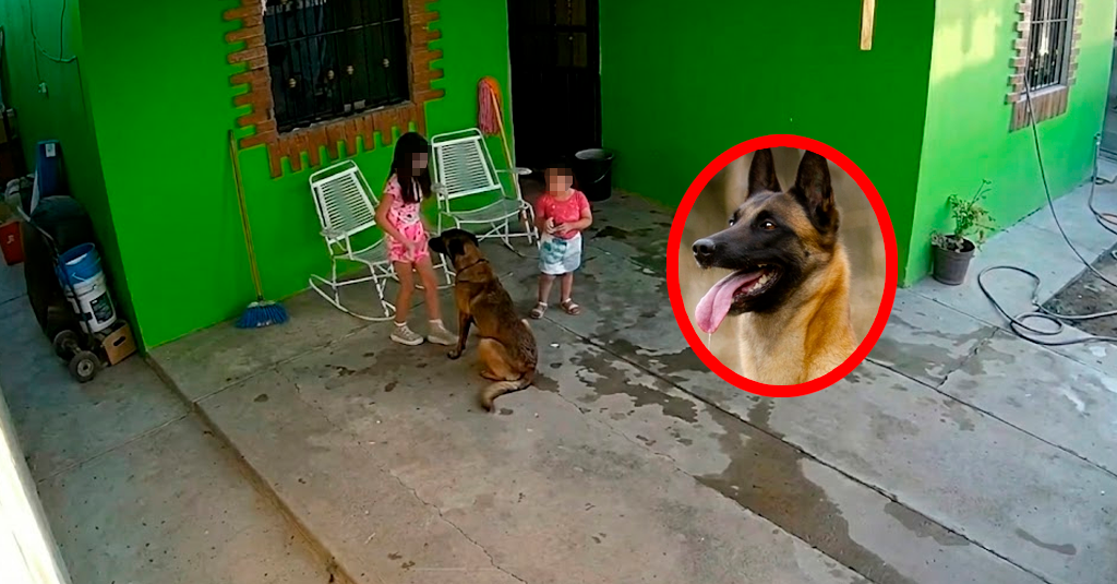 ¡Terror en casa! Niña de 7 años fue atacada por su Pastor Belga Malinois y terminó con 68 puntos en la cabeza