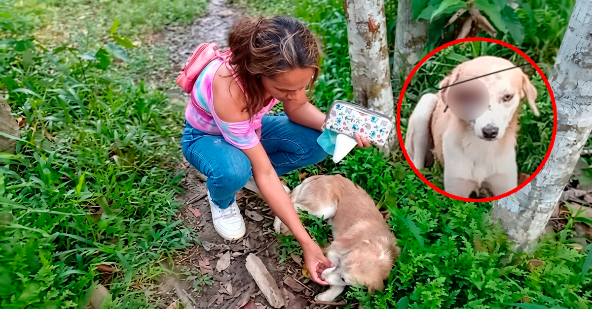 ¡Indignación en Iquitos!: Perro casi pierde el ojo tras ataque con machete en San Juan Bautista