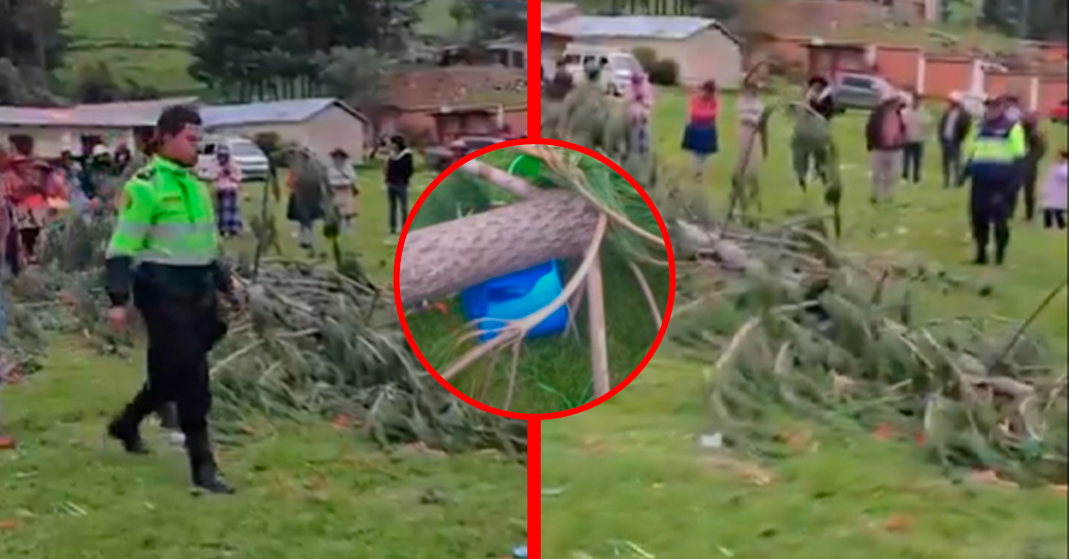 Tragedia en Cusco: Niña muere aplastada por árbol en yunza de despedida de carnavales