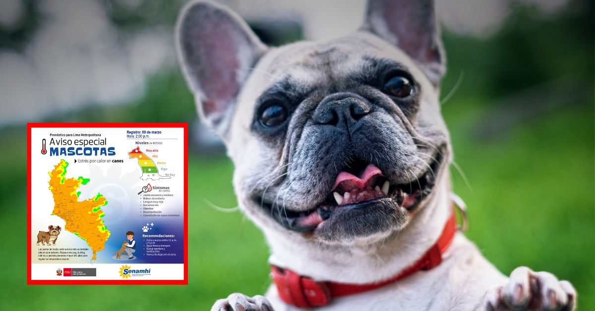 Senamhi identifica cuales son los distritos con temperaturas con RIESGO MUY ALTO para pasear mascotas