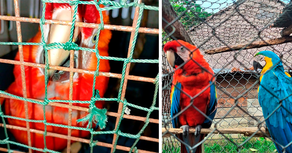 Loreto: Condenan a mujer por tener animales protegidos por la ley en su vivienda en Maynas