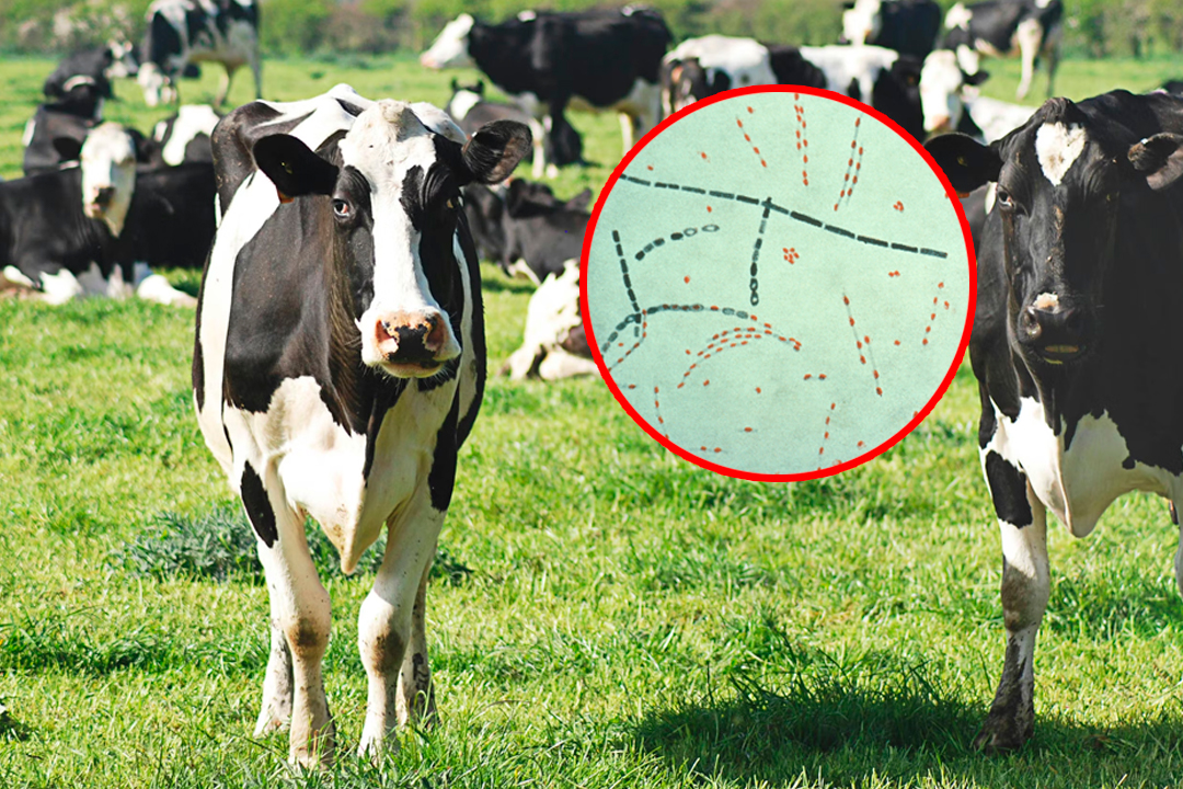 Enfermedad se produce por consumo de carne contaminada.