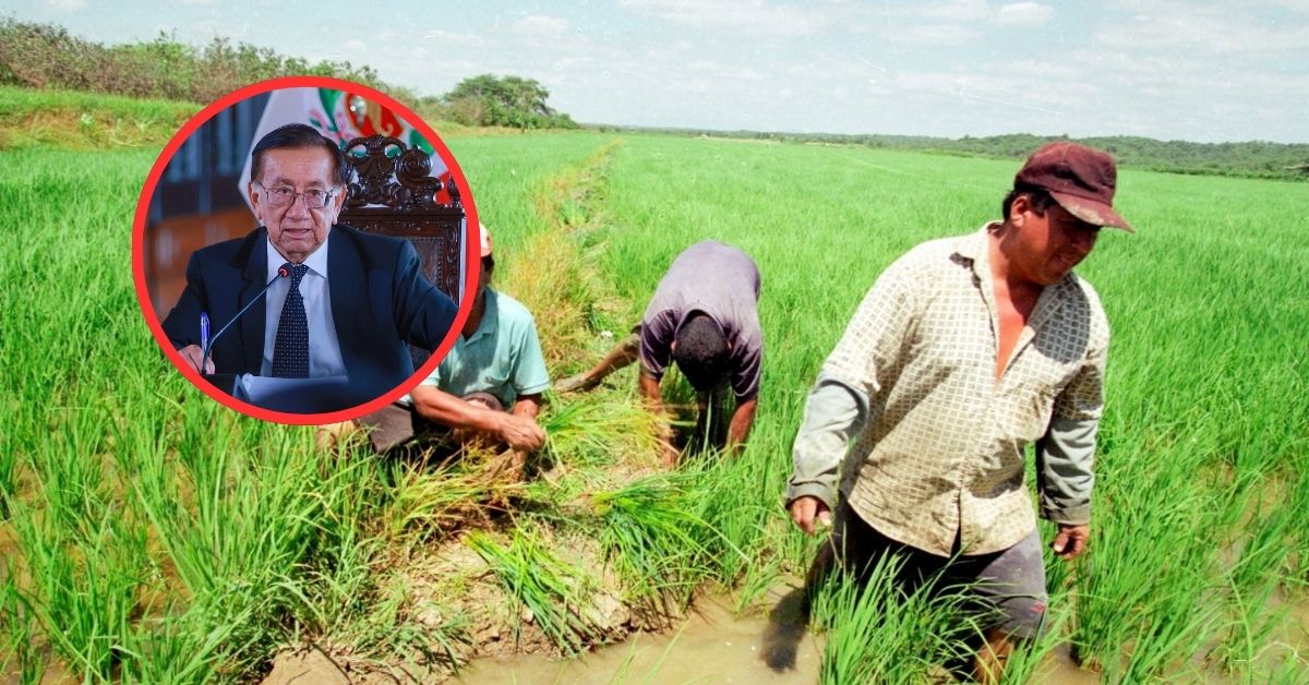 Productores de arroz evalúan paro nacional por crisis: Dan plazo de 15 días para reunirse con el presidente