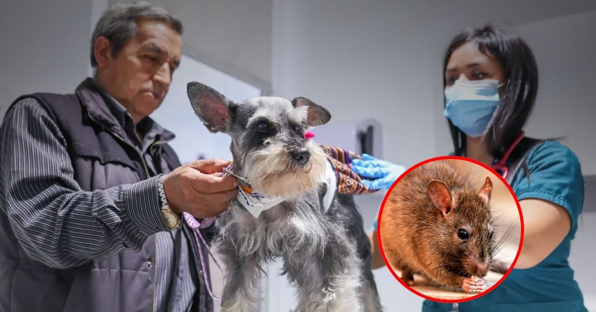 Leptospirosis: ¿Cómo prevenir el contagio a través de mascotas y alimentos?