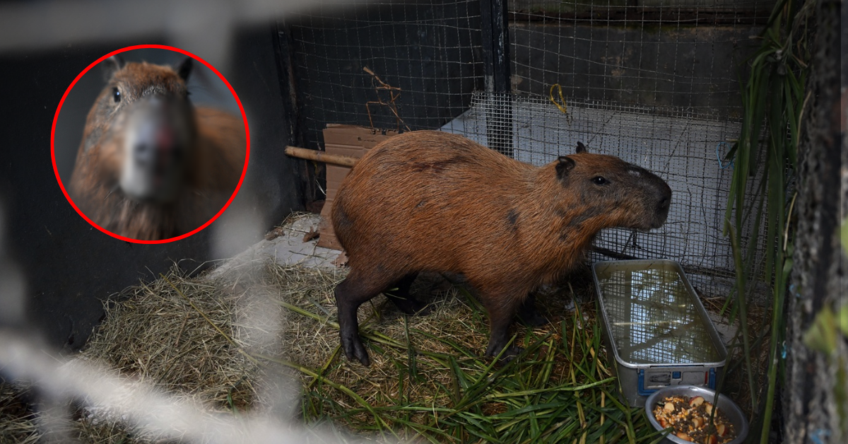 Detienen a 8 personas por BRUTAL ATAQUE contra un capibara: Casi muere por las heridas