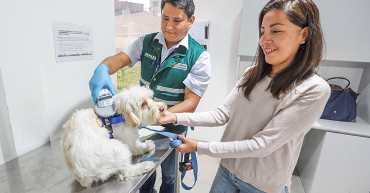 Semana Santa: Conoce los requisitos sanitarios vigentes para viajar con tu mascota en el feriado largo