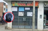 Horror en Ayacucho: perrita callejera muere tras brutal ataque dentro de pollería