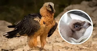 Nace la primera cr�a en libertad de quebrantahuesos despu�s de 100 a�os