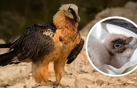 Nace la primera cr�a en libertad de quebrantahuesos despu�s de 100 a�os