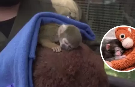 Conoce al monito "Punch Peruano"