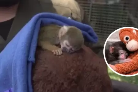 Conoce al monito "Punch Peruano"