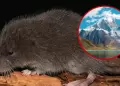 �Reciente hallazgo! Nueva especie de rat�n semiacu�tica fue hallada en los Andes del Per�