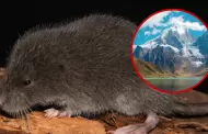¡Reciente hallazgo! Nueva especie de ratón semiacuática fue hallada en los Andes del Perú