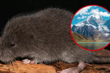 Nuevo roedor encontrado en los Andes peruanos