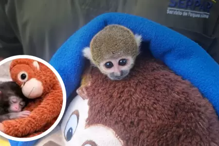 Conoce al monito "Punch Peruano"