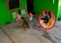�Terror en casa! Ni�a de 7 a�os fue atacada por su Pastor Belga Malinois y termin� con 68 puntos en la cabeza