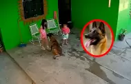 �Terror en casa! Ni�a de 7 a�os fue atacada por su Pastor Belga Malinois y termin� con 68 puntos en la cabeza