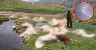 Alpacas murieron tras el impacto de un rayo mientras pastaban en una zona rural