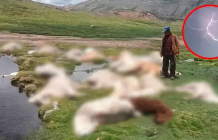 Alpacas murieron tras el impacto de un rayo mientras pastaban en una zona rural