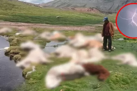 Alpacas murieron tras el impacto de un rayo mientras pastaban en una zona rural