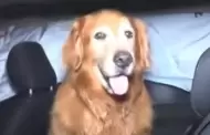 Hombre muere tras violento choque y su perro, que iba con �l, se negaba a abandonarlo