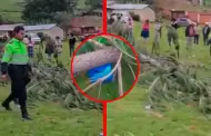 Tragedia en Cusco: Ni�a muere aplastada por �rbol en yunza de despedida de carnavales