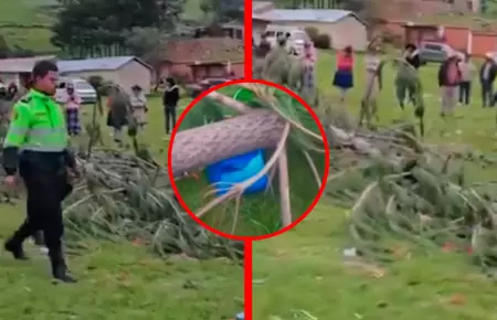 Menor falleci� por impacto de �rbol tras caer de forma repentina