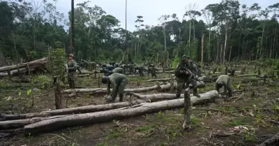 Destruyen m�s de 1,260 hect�reas de coca ilegal en Ucayali