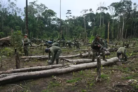 Destruyen m�s de 1,260 hect�reas de coca ilegal en Ucayali
