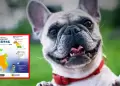 Senamhi identifica cuales son los distritos con temperaturas con RIESGO MUY ALTO para pasear mascotas