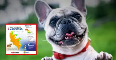 Distritos con temperaturas en RIESGO MUY ALTO para pasear mascotas