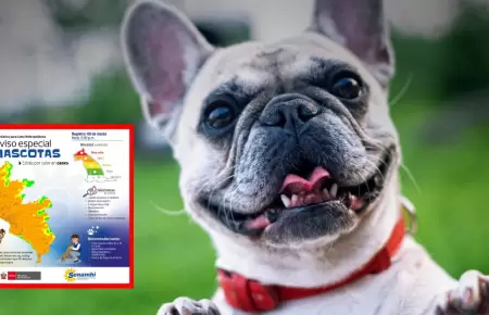 Distritos con temperaturas en RIESGO MUY ALTO para pasear mascotas