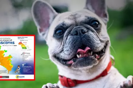 Distritos con temperaturas en RIESGO MUY ALTO para pasear mascotas
