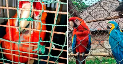 Guacamayos rescatados durante operativos contra el tr�fico ilegal de fauna silve