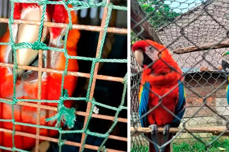 Guacamayos rescatados durante operativos contra el tr�fico ilegal de fauna silve