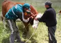 Senasa refuerza vacunaci�n de ganado contra el �ntrax y realiza acciones sanitarias en Ica